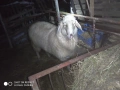Продавам агне, снимка 2