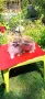 Чистокръвни мини померанчета, снимка 1