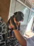 Американско були покет  American bully , снимка 2