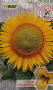 Разсад декоративен слънчоглед 3, снимка 1 - Градински цветя и растения - 44826619