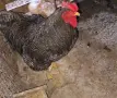 Продавам петли.Плимутрок, снимка 2
