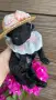 Poodle toy/Пудел Той, снимка 10