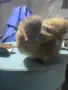 Женска копринка , снимка 1