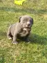 Американско були покет  American bully , снимка 6