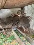 Тракийски кеклик, снимка 2