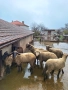Селскостопански животни , снимка 4