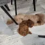 той пудел момче, снимка 6