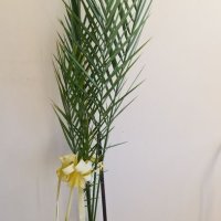 цветя, цената е за двете палми, снимка 1 - Стайни растения - 41269312