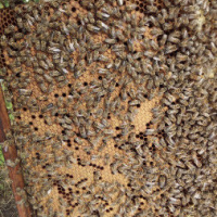 Пчелни отводки, снимка 4 - За пчели - 44826594