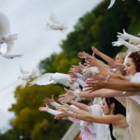  Бели гълъби  за сватби, тържества, ритуали и церемонии, снимка 4 - Гълъби - 36188439