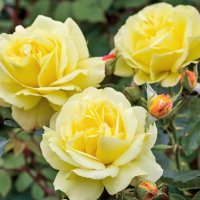 Продавам резници от  5 цвята рози катерливи общо за 10 лева, снимка 4 - Градински цветя и растения - 41246315
