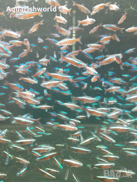 Червен неон, 20+ Х 1 лв, снимка 1