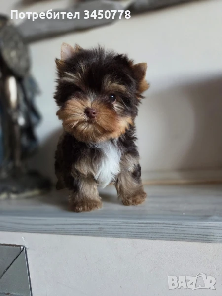 мини йоркшир шоколадово момиченце, снимка 1