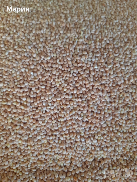 Продавам   Просо Просо, снимка 1