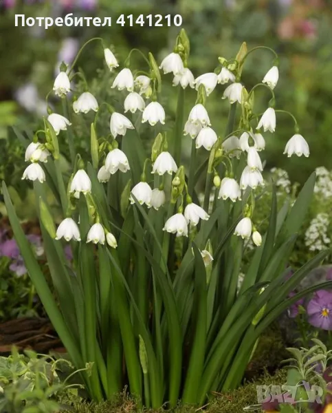 Луковици блатно кокиче , снимка 1