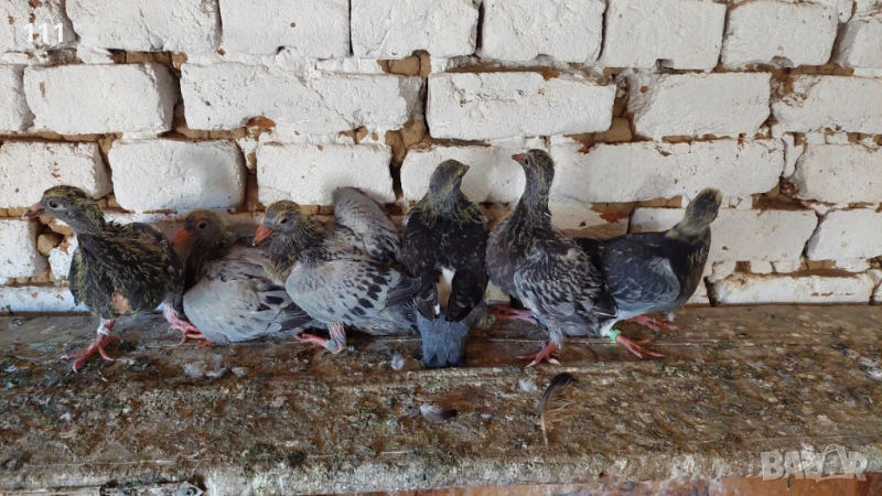 Млади спортни Гълъби , снимка 1