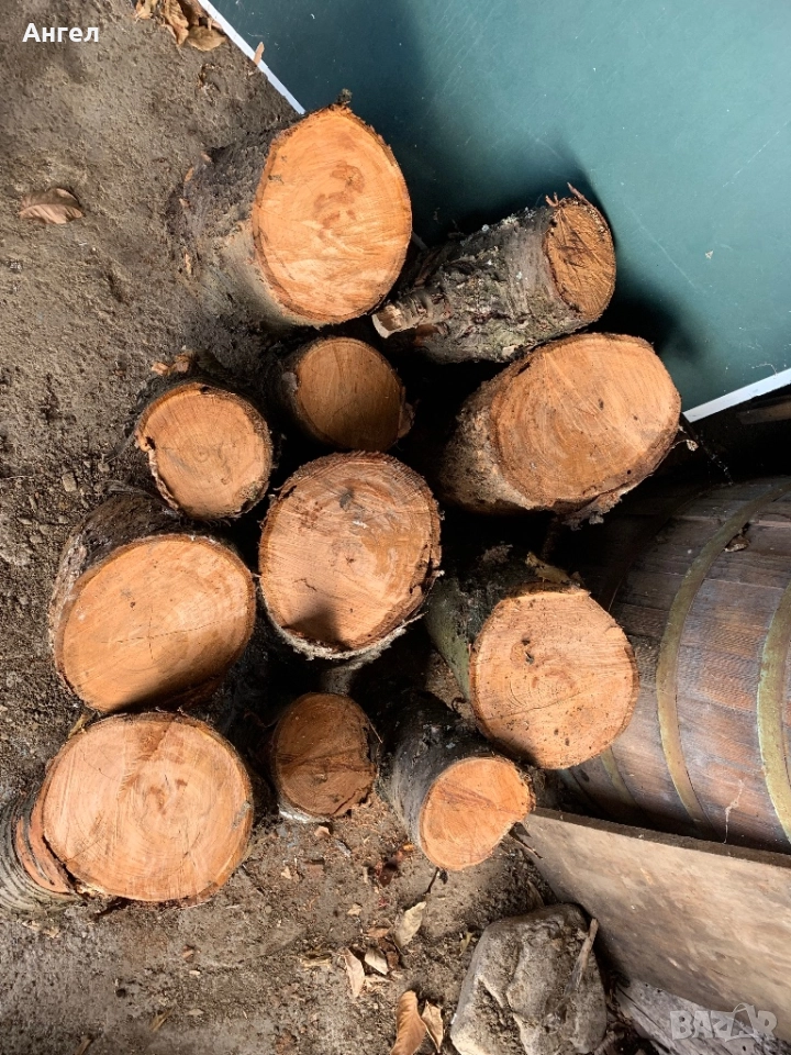 Трупи от череша октомври 2025, снимка 1