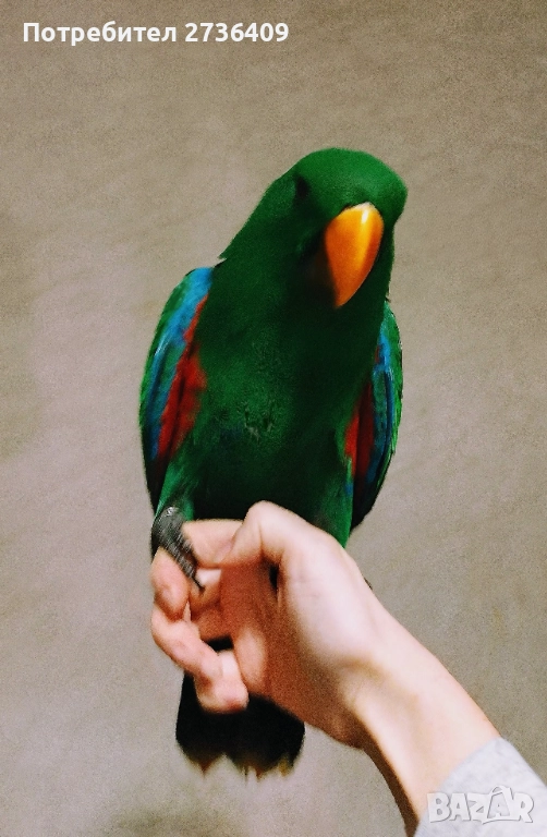Папагал еклектус , снимка 1