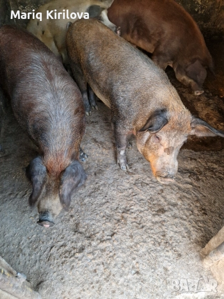 Продавам прасета за клане , снимка 1