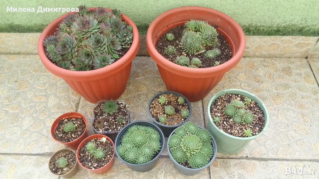 Семпервивум - дебелец различни сортове , снимка 1