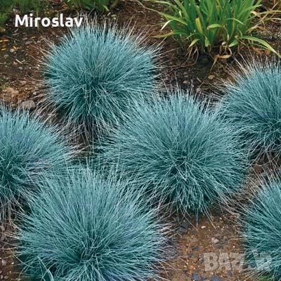 Фестука (синя трева), снимка 1