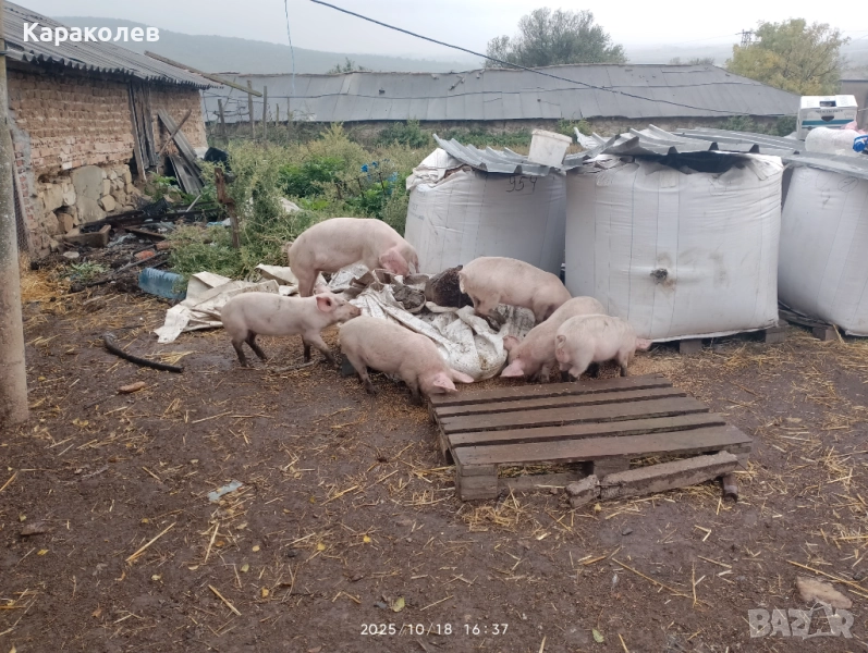 Прасета за угояване и банкети, снимка 1