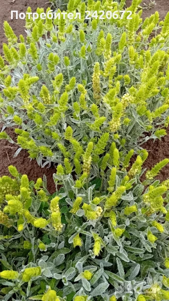 разсад  мурсалски  чай, снимка 1