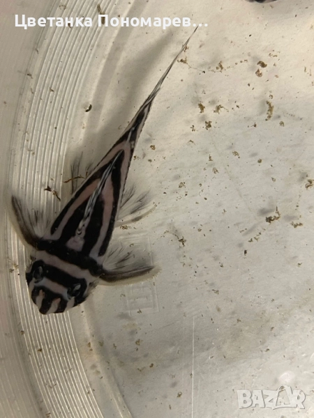 Pleco L046 Hypancistrus zebra / 4броя, снимка 1