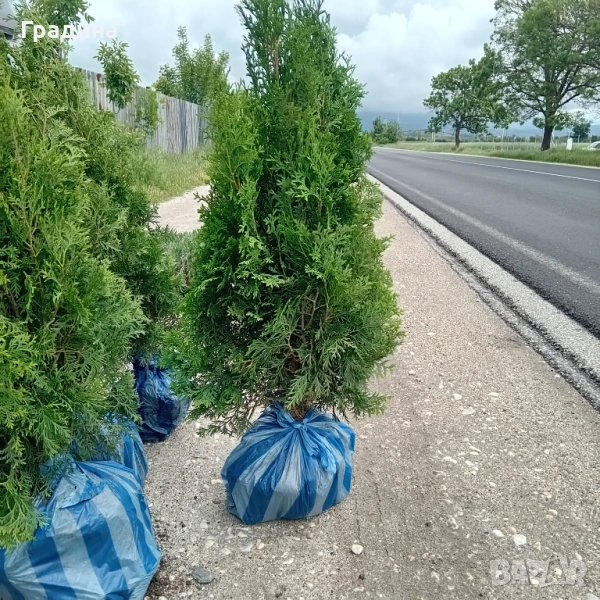 ТУЯ, снимка 1