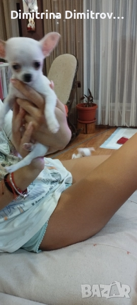 Женско мини чихуахуа, снимка 1