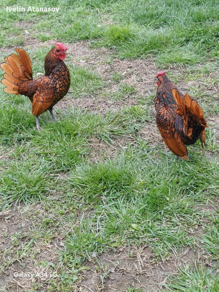 зибрайт , снимка 1