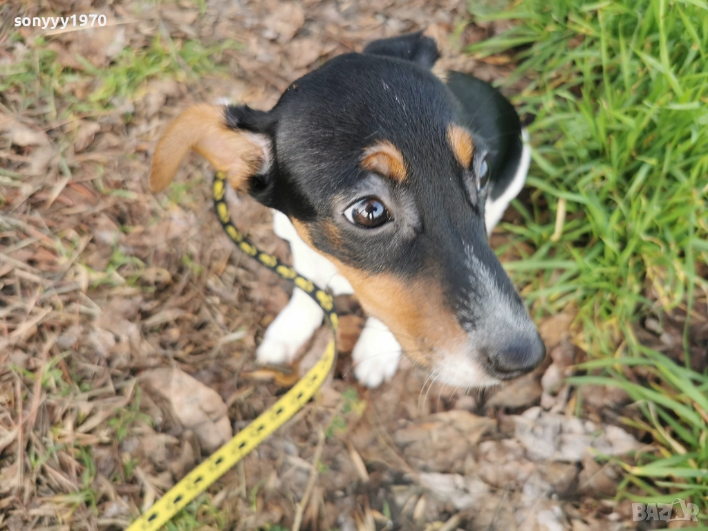 ДЖАК РЪСЕЛ-ЖЕНСКО КУТРЕ 0912251848, снимка 1