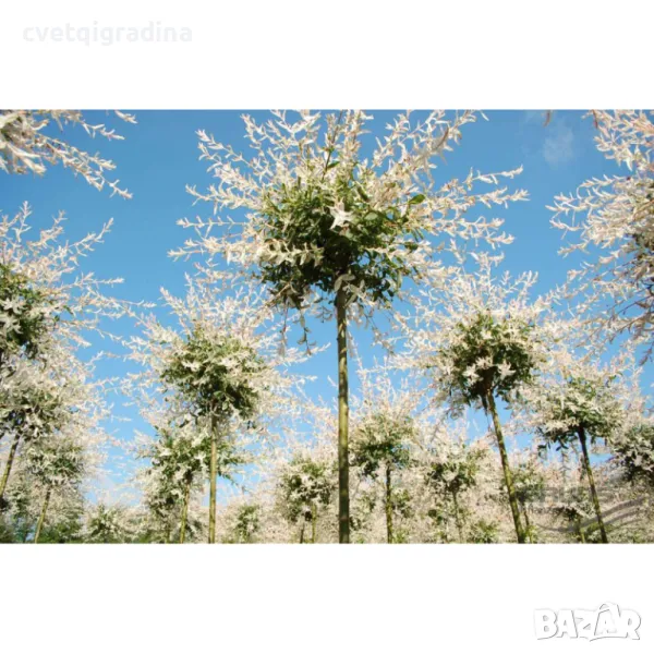 Salix integra 'Hakuro Nishiki' -Пъстролистна върба, снимка 1