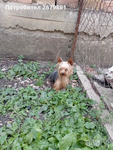 Мини йорки момиче на 1 година , снимка 1