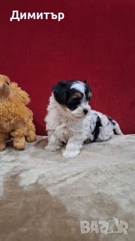 Бийвър йоркширски териер, снимка 7 - Йоркширски териер - 53458898