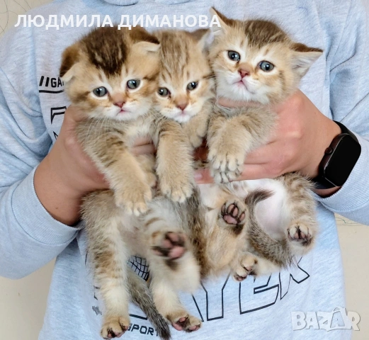 Шотландско мъжко Златна чинчила. , снимка 2 - Британска късокосместа - 53667091