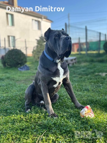 Мъжко Кане корсо за разплод 