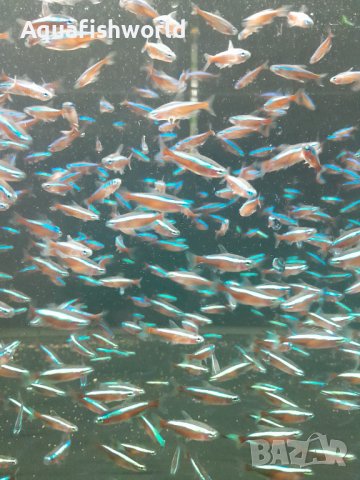 Червен неон, 20+ Х 1 лв