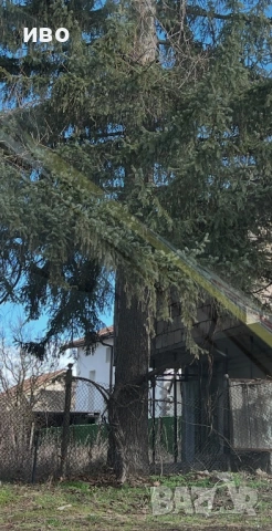 Подарявам дърво