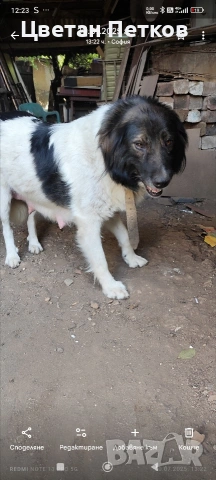 Каракачанки , снимка 17 - Каракачанска овчарка - 53824782
