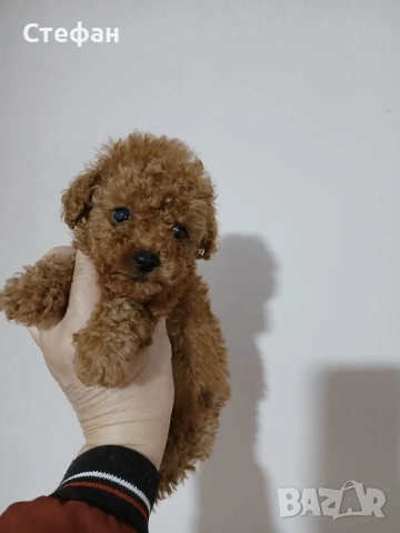 Пудел той момченце 