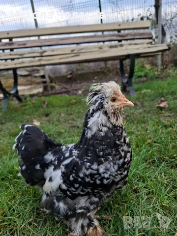 Американски копринки пилета , снимка 7 - Кокошки и пуйки - 52954194