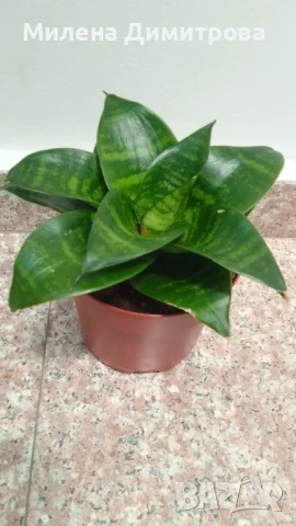 Сансевиера 2 вида / Sansevieria Hahnii/Sansevieria trifasciata  , снимка 5 - Стайни растения - 50819879
