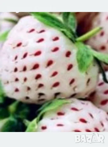 Продавам расат бяла Ягоди в кофичка