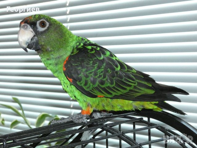 Конгоански папагал(жардина),и пирура молина, снимка 1