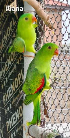 продавам различни видове папагали, снимка 12 - Папагали - 52450832