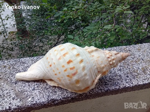 Раковина, голям рапан