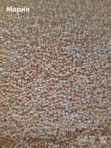 Продавам   Просо Просо, снимка 1