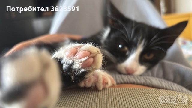 Подарявам мъжkо котенце на 4 месеца - Батман, снимка 12 - Други - 51780705