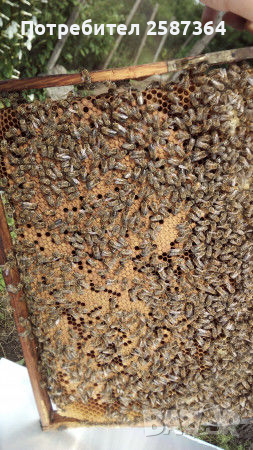 Пчелни отводки, снимка 4 - За пчели - 44826594
